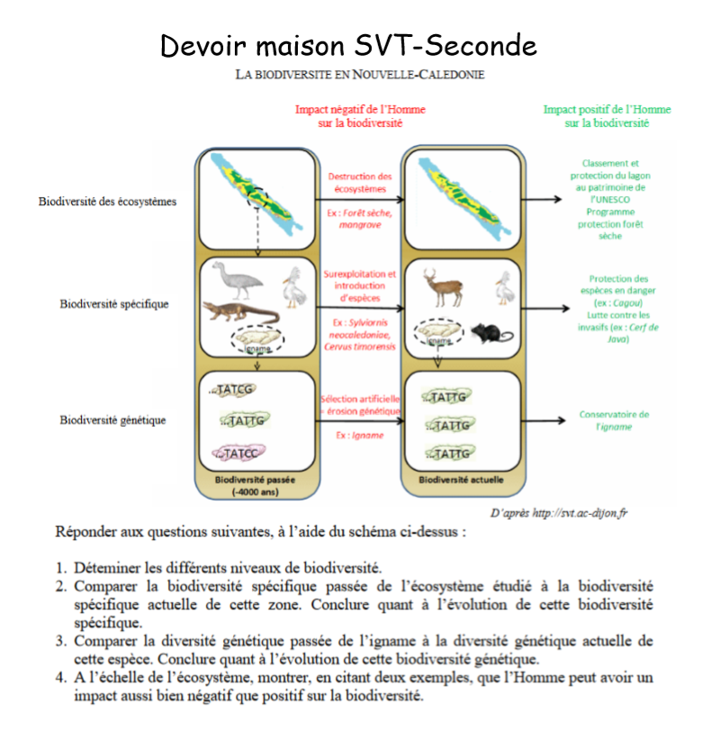 Devoir Maison Svt Eme Genetique Ventana Blog